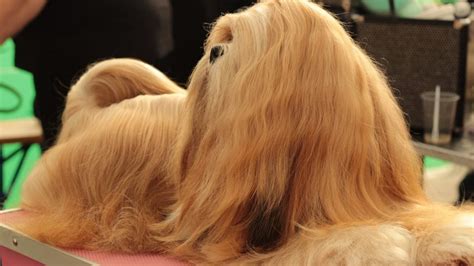 Long-Haired Dog Breeds: Luxurious Locks From Briard to Shih Tzu