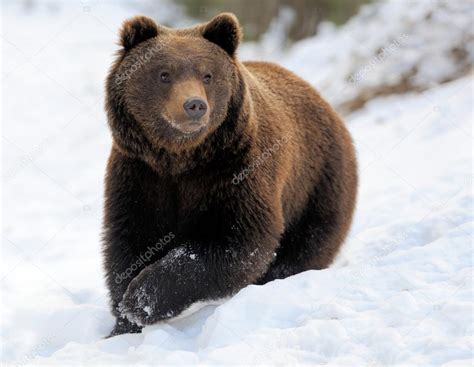 Bear in winter — Stock Photo © VolodymyrBur #40176787