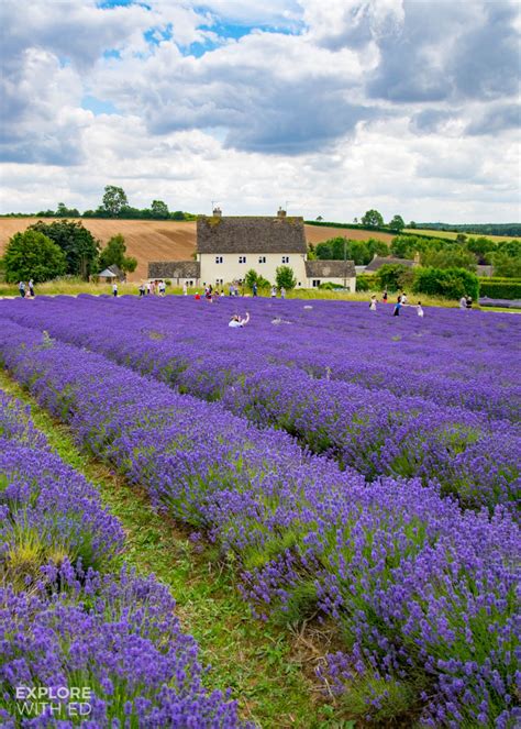 A Dreamy Day Trip to Cotswold Lavender Farm | Explore With Ed | Wales based Food, Travel and ...