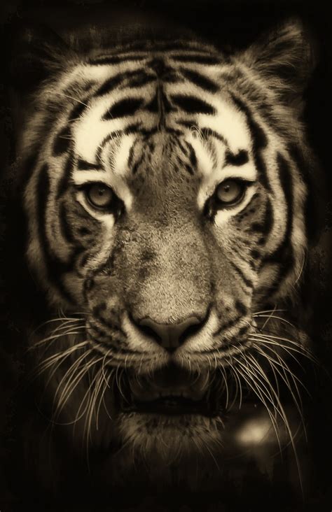 Tiger Free Stock Photo - Public Domain Pictures