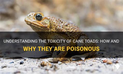 Understanding The Toxicity Of Cane Toads: How And Why They Are Poisonous | PetShun