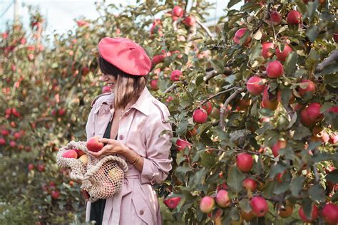 Pink Lady apple harvest - thankfifi