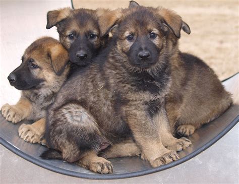 Meet Nanuq, future RCMP service dog | Nunatsiaq News