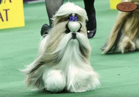 Patty Hearst's Shih Tzu Rocket Wins Westminster Toy Group