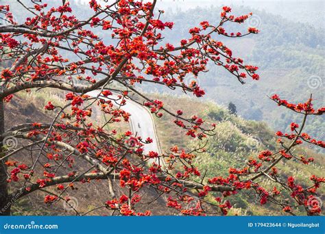 Bombax Ceiba Tree with Red Flower Stock Photo - Image of florida, curving: 179423644