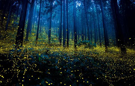 Surreal Photos Of Fireflies From Japan’s 2016 Summer | Bored Panda