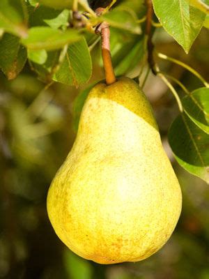 Pear (Dwarf) Grow Guide