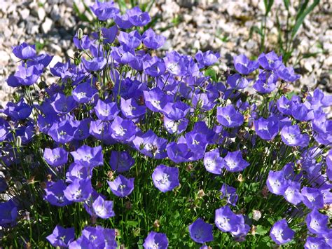 Campanula carpatica (Carpathian Bellflower, Carpathian Harebells, Tussock Bellflower) | North ...