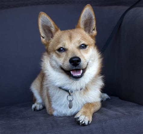 Shelter Dogs of Portland: "TROOPER" delightful Shiba Inu tripod mix!