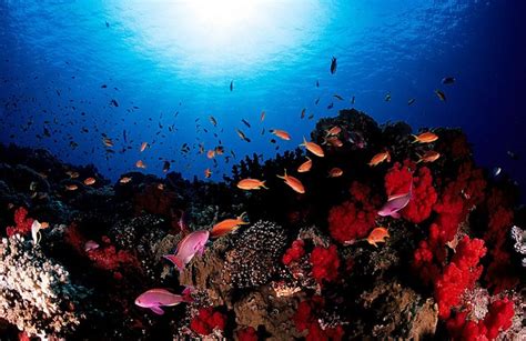 Best Diving sites in Fiji – Scuba dive reviews by Divezone