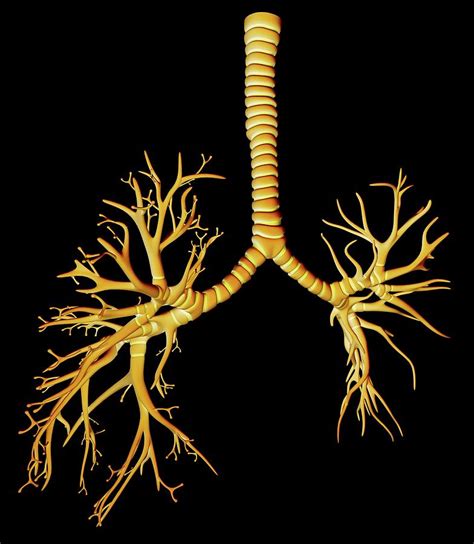 Bronchial Tree