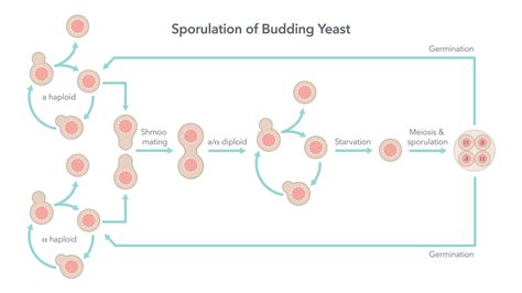 Sporulation and life cycle of budding yeast biology vector illustration diagram 26586297 Vector ...