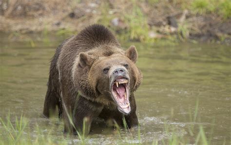 Update: Cyclist fends off grizzly bear with knife in B.C. backcountry - Canadian Cycling Magazine