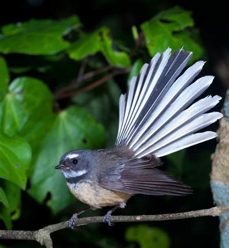 Fantail (pīwakawaka). Known for its friendly ‘cheet cheet’ call and energetic flying antics, the ...