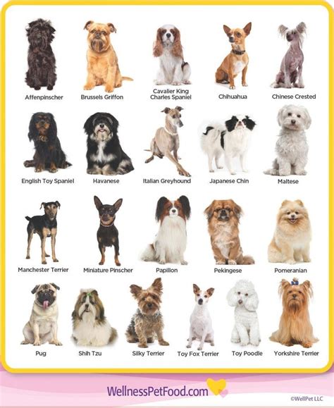 Types Of Toy Breeds Types Of Dogs Breeds Dog Breeds List | Races de ...