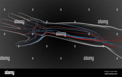 arteries carry oxygenated blood and veins carry deoxygenated blood 3D illustration Stock Photo ...