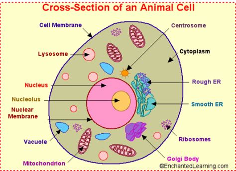 Ribosomes - Adam's Cell Project