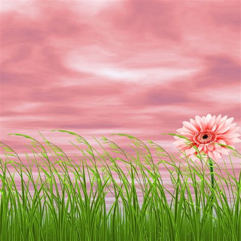 Background Nature Flower Pink · Free photo on Pixabay