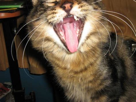 Cool Animals Pictures: Smiling Cats - Cool and Funny Photos