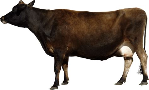 cow PNG