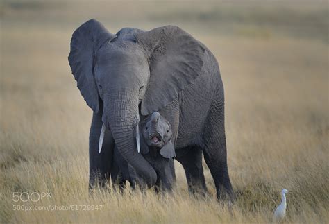 Photograph Baby Elephant and Mother, Amboseli National Park, Kenya ...