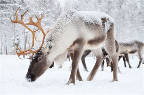 Swedish Lapland | Arctic animals, Herding, Lapland