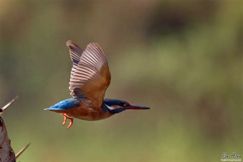 Kingfisher in Flight