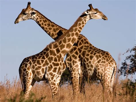 Giraffe Descprition And Facts