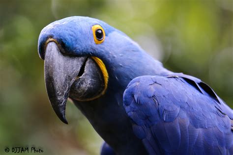 Hyacinth Macaw - Cincinnati Zoo & Botanical Garden