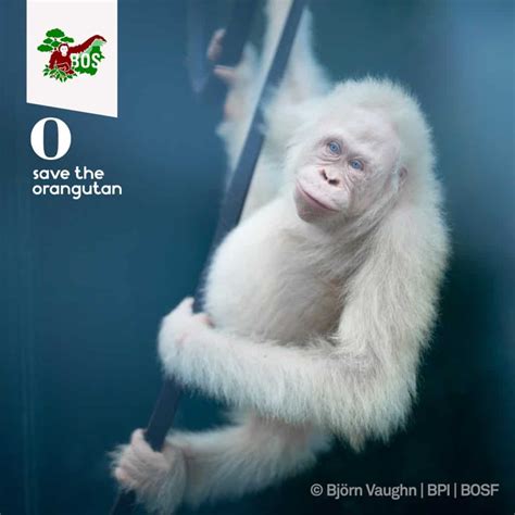 Alba the Albino Orangutan - Save the Orangutan