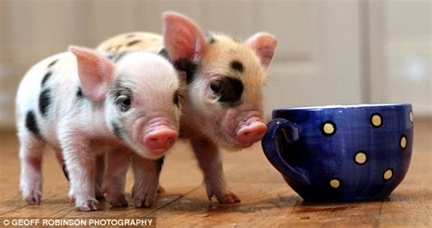 The £700 teacup-sized pigs that are the latest celebrity must-have pet ...