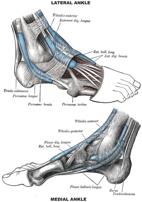 anatomy of the foot tendons