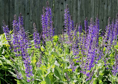 Salvia | Deer resistant perennials, Perennials, Deer resistant flowers