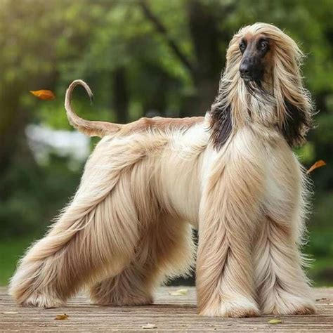 Afghan Hound – elegant dog | DinoAnimals.com