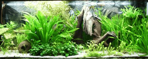 Tiger Barb Care Guide (Diet, Tank & Breeding) | Fishkeeping Advice