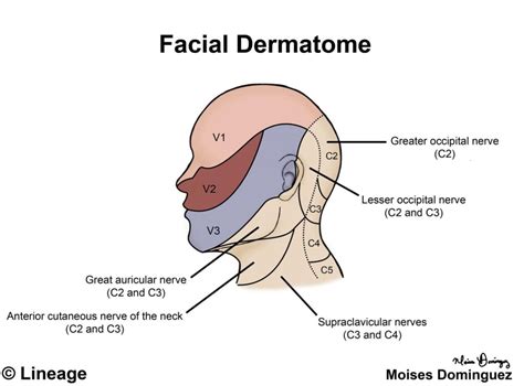 Cranial Nerve Dermatome Map - Dermatomes Chart and Map