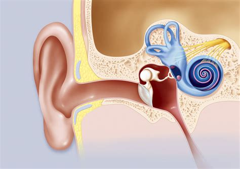 Acoustic Neuroma Symptoms, Diagnosis, and Treatment