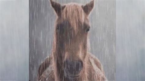 Horse in the Rain | Know Your Meme