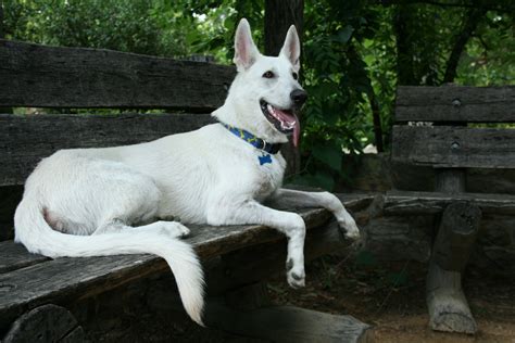 File:2008-07-11 White German Shepherd pup chilling at the Coker Arboretum.jpg - Wikipedia