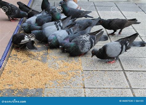 Pigeons eating in a city stock photo. Image of dove, grain - 46007530