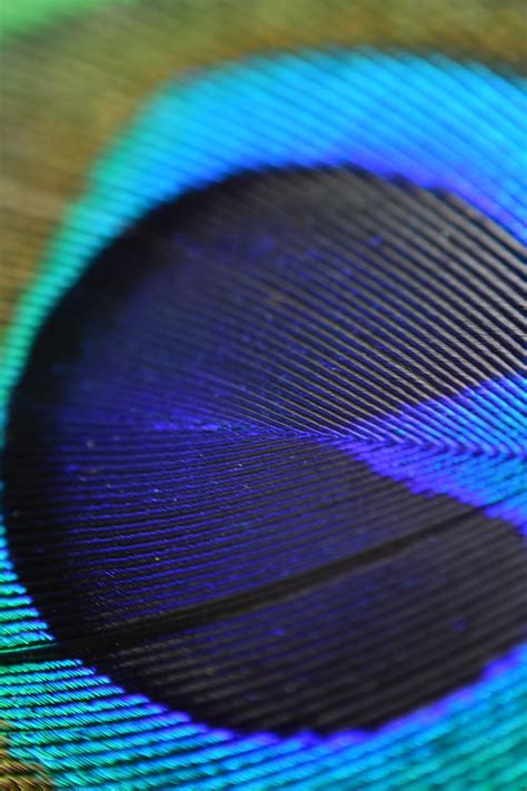 Close-up Photo of Peacock's Feather · Free Stock Photo