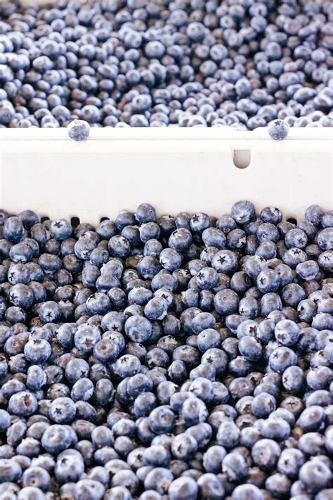 How To Store Blueberries — Harvest Joy Design