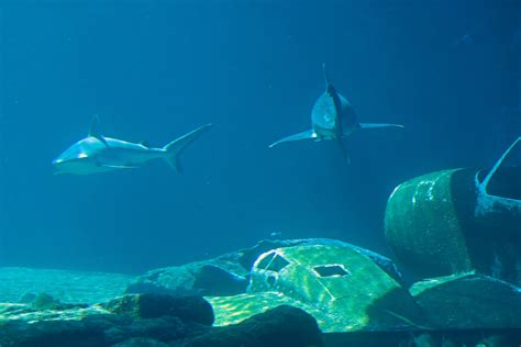 Sharks In An Aquarium Free Stock Photo - Public Domain Pictures