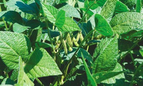 Will more GMO soybeans be planted in 2021? - Country Guide