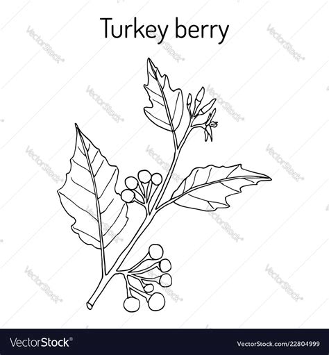 Turkey berry solanum torvum culinary and medicinal