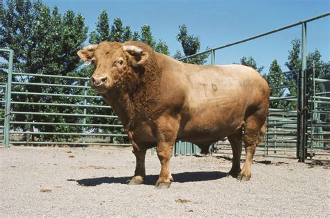 Beefalo are a fertile hybrid offspring of domestic cattle, Bos taurus ...