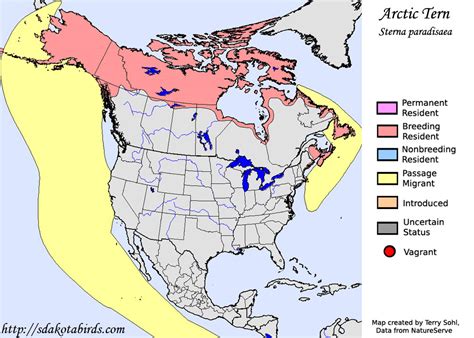 Arctic Tern - Species Range Map