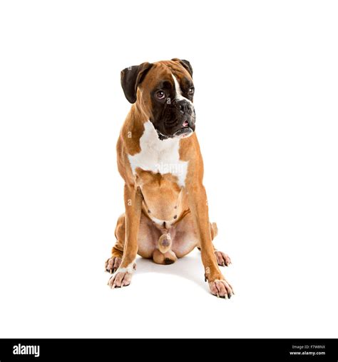 Perro boxer blanco Imágenes recortadas de stock - Alamy