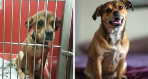 Dogs Before And After Rescue (33 PICS) - Izismile.com