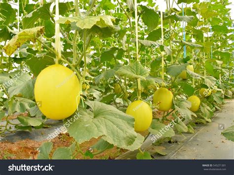 Melon Garden Stock Photo 545271301 | Shutterstock